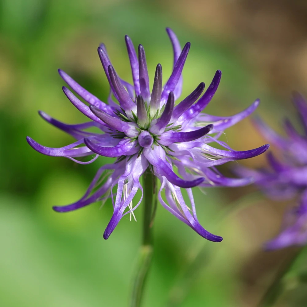 Şeytan Pençesi Bitkisi: Nedir, Nasıl Kullanılır?